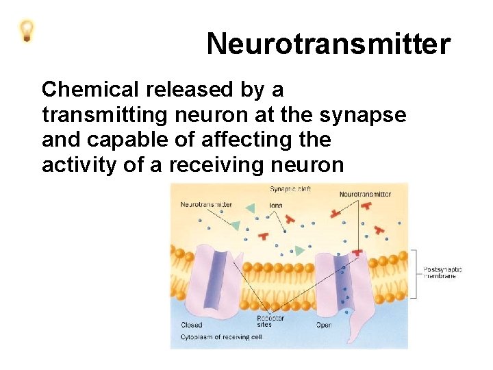 Neurotransmitter Chemical released by a transmitting neuron at the synapse and capable of affecting