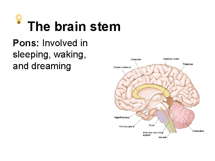 The brain stem Pons: Involved in sleeping, waking, and dreaming 