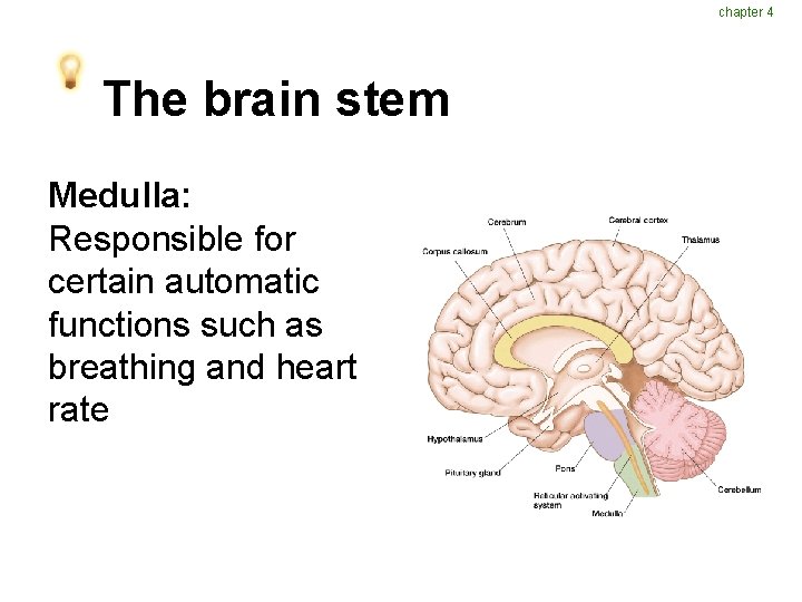 chapter 4 The brain stem Medulla: Responsible for certain automatic functions such as breathing