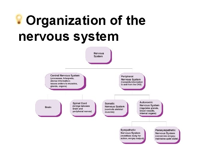 Organization of the nervous system 