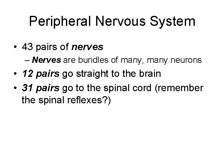 Peripheral Nervous System • 43 pairs of nerves – Nerves are bundles of many,