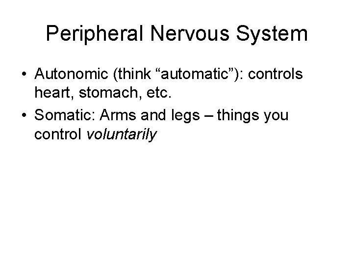 Peripheral Nervous System • Autonomic (think “automatic”): controls heart, stomach, etc. • Somatic: Arms