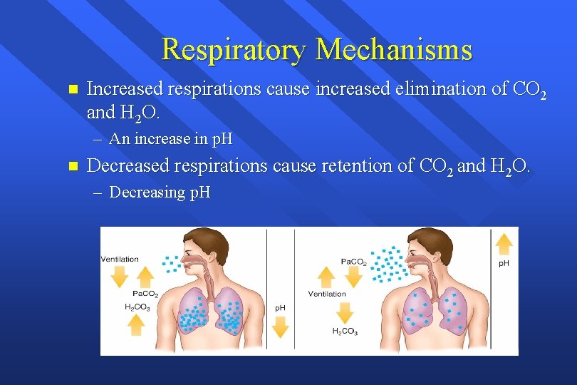 Respiratory Mechanisms n Increased respirations cause increased elimination of CO 2 and H 2