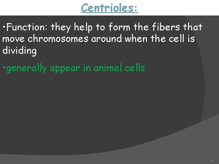 Centrioles: • Function: they help to form the fibers that move chromosomes around when