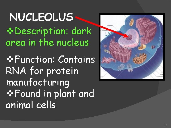 NUCLEOLUS v. Description: dark area in the nucleus v. Function: Contains RNA for protein