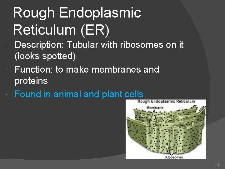 Rough Endoplasmic Reticulum (ER) Description: Tubular with ribosomes on it (looks spotted) Function: to