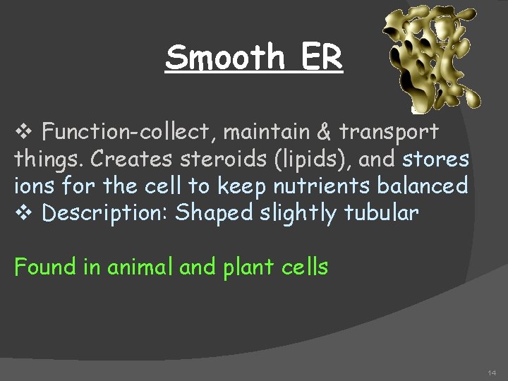 Smooth ER v Function-collect, maintain & transport things. Creates steroids (lipids), and stores ions