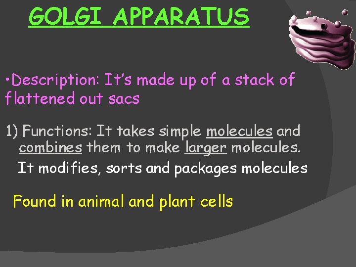 GOLGI APPARATUS • Description: It’s made up of a stack of flattened out sacs