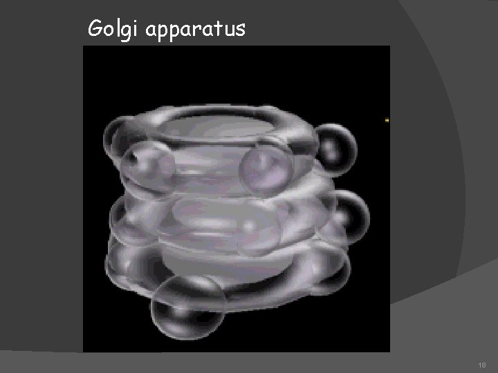 Golgi apparatus 18 