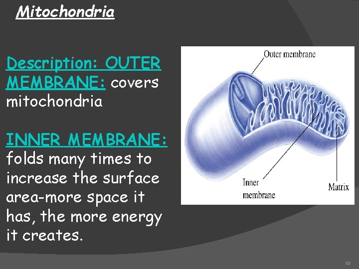Mitochondria Description: OUTER MEMBRANE: covers mitochondria INNER MEMBRANE: folds many times to increase the