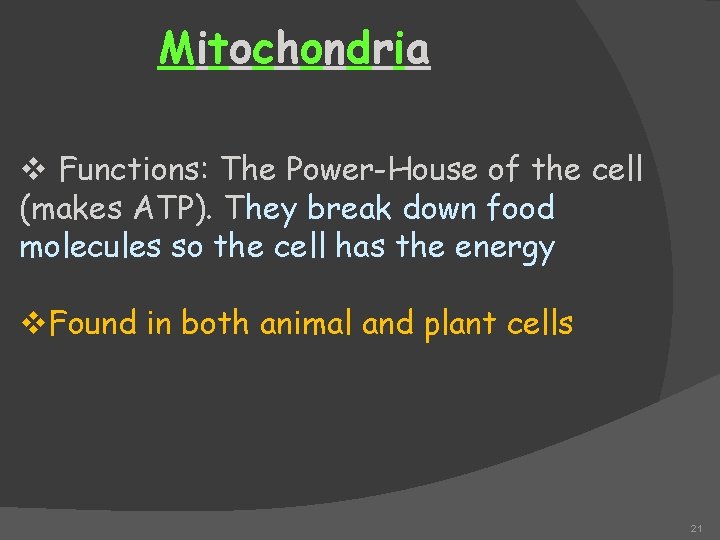 Mitochondria v Functions: The Power-House of the cell (makes ATP). They break down food