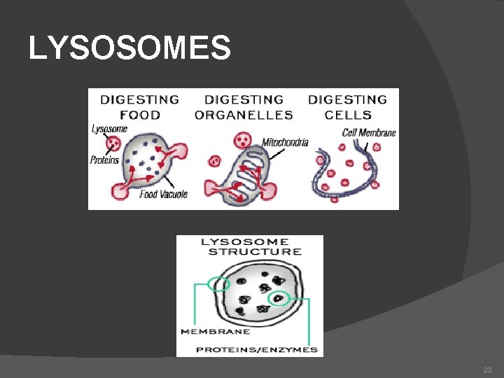 LYSOSOMES 23 