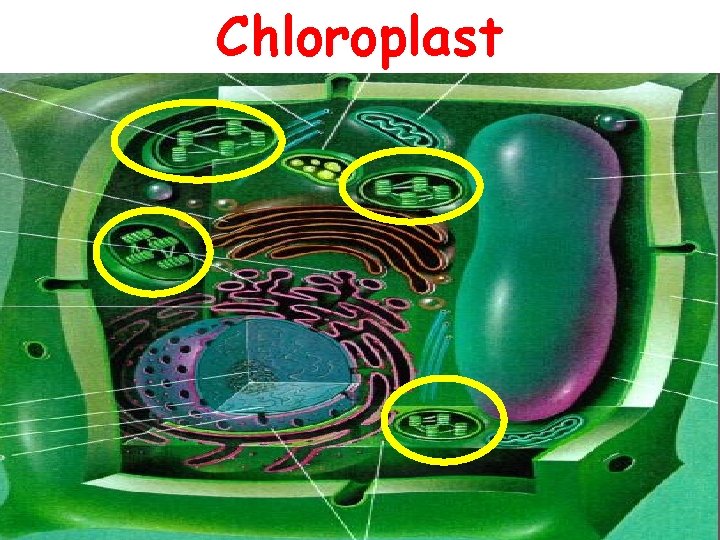 Chloroplast 25 