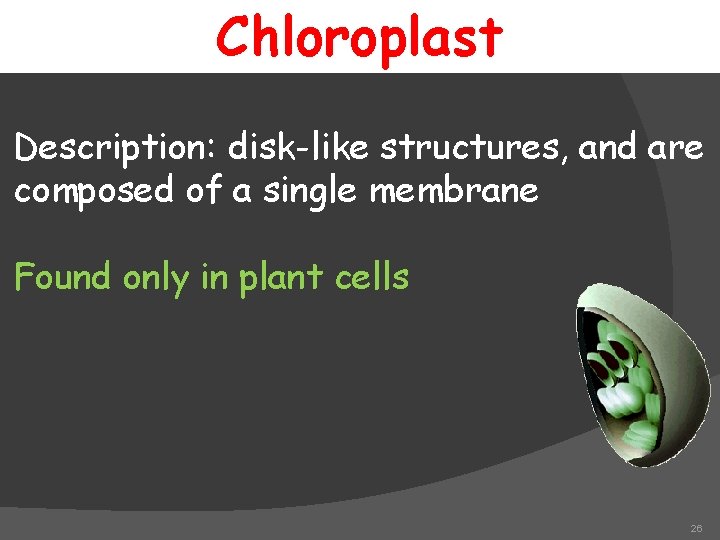 Chloroplast Description: disk-like structures, and are composed of a single membrane Found only in