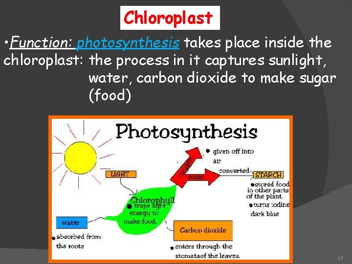 Chloroplast • Function: photosynthesis takes place inside the chloroplast: the process in it captures