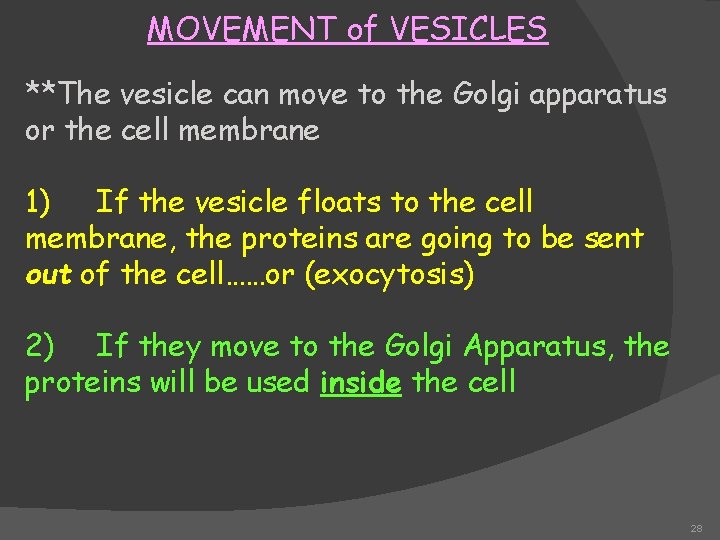 MOVEMENT of VESICLES **The vesicle can move to the Golgi apparatus or the cell