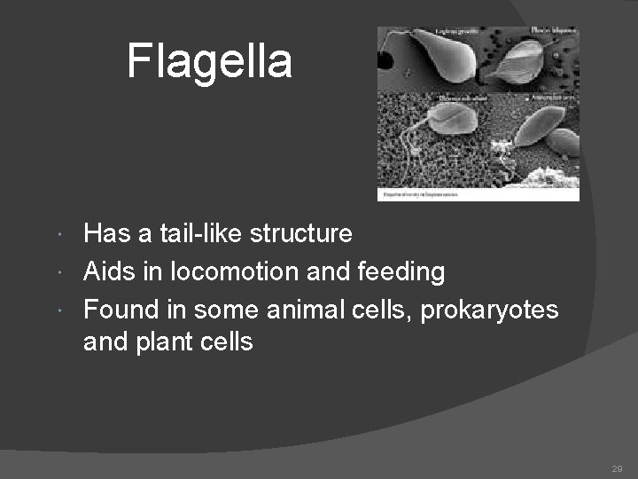 Flagella Has a tail-like structure Aids in locomotion and feeding Found in some animal