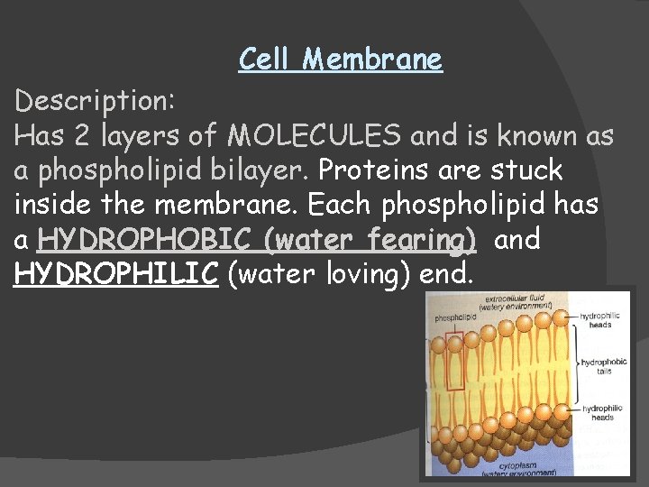 Cell Membrane Description: Has 2 layers of MOLECULES and is known as a phospholipid