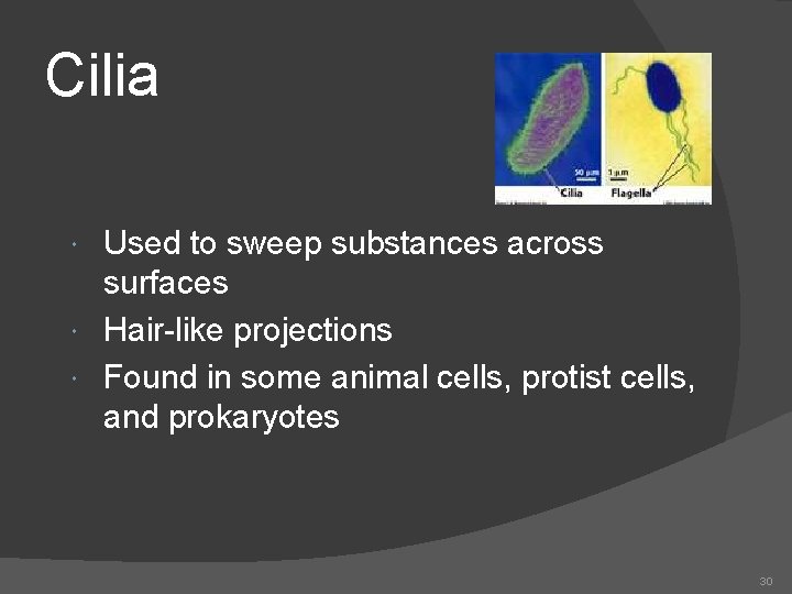 Cilia Used to sweep substances across surfaces Hair-like projections Found in some animal cells,