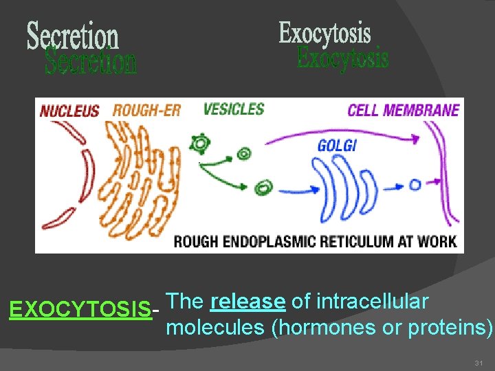 EXOCYTOSIS- The release of intracellular molecules (hormones or proteins) 31 