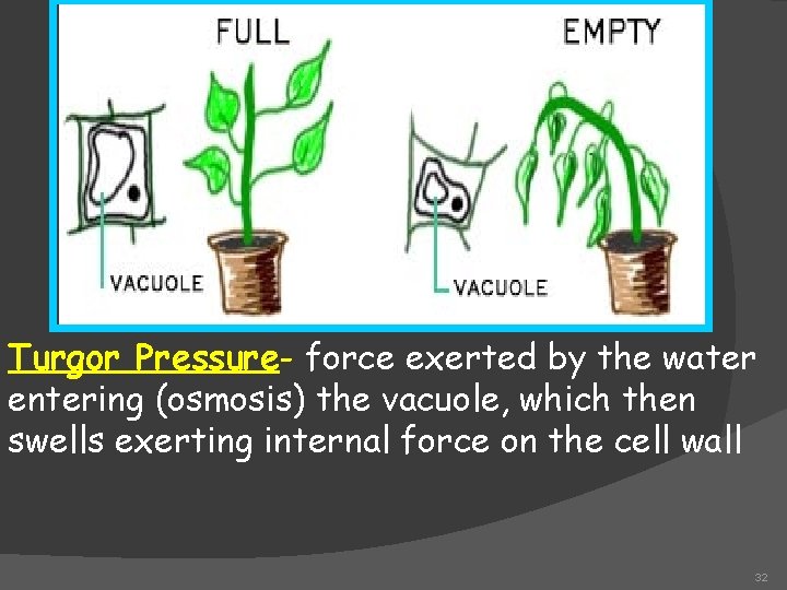 Turgor Pressure- force exerted by the water entering (osmosis) the vacuole, which then swells