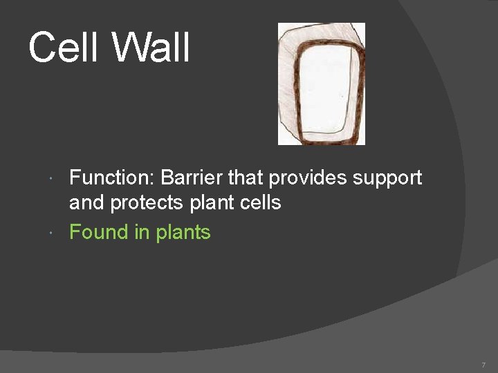Cell Wall Function: Barrier that provides support and protects plant cells Found in plants