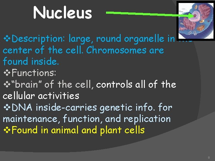Nucleus v. Description: large, round organelle in the center of the cell. Chromosomes are