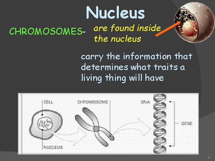 Nucleus CHROMOSOMES- are found inside the nucleus carry the information that determines what traits