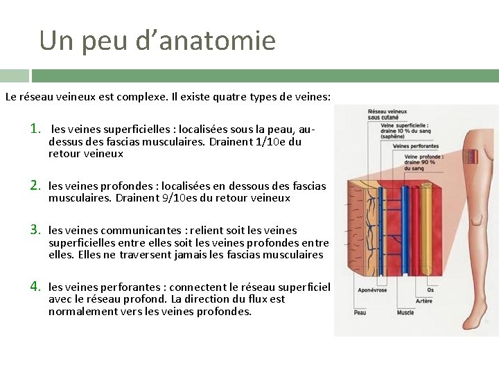 Un peu d’anatomie Le réseau veineux est complexe. Il existe quatre types de veines: