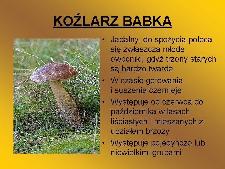KOŹLARZ BABKA • Jadalny, do spożycia poleca się zwłaszcza młode owocniki, gdyż trzony starych