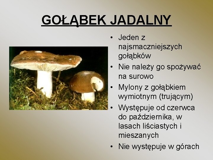 GOŁĄBEK JADALNY • Jeden z najsmaczniejszych gołąbków • Nie należy go spożywać na surowo