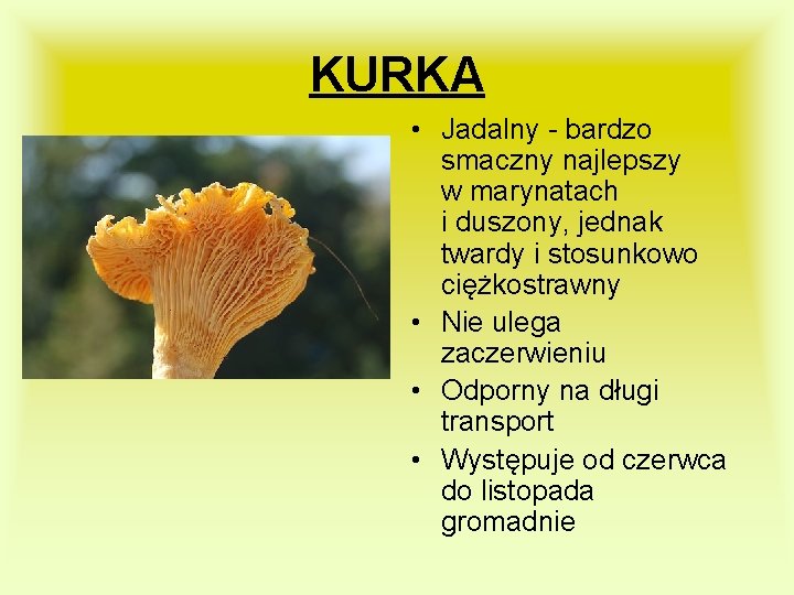 KURKA • Jadalny - bardzo smaczny najlepszy w marynatach i duszony, jednak twardy i