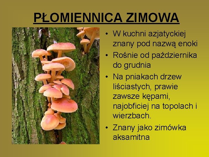 PŁOMIENNICA ZIMOWA • W kuchni azjatyckiej znany pod nazwą enoki • Rośnie od października