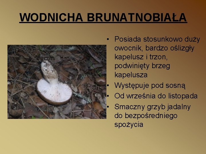WODNICHA BRUNATNOBIAŁA • Posiada stosunkowo duży owocnik, bardzo oślizgły kapelusz i trzon, podwinięty brzeg