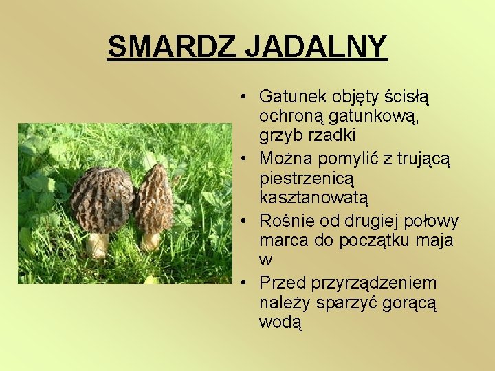 SMARDZ JADALNY • Gatunek objęty ścisłą ochroną gatunkową, grzyb rzadki • Można pomylić z
