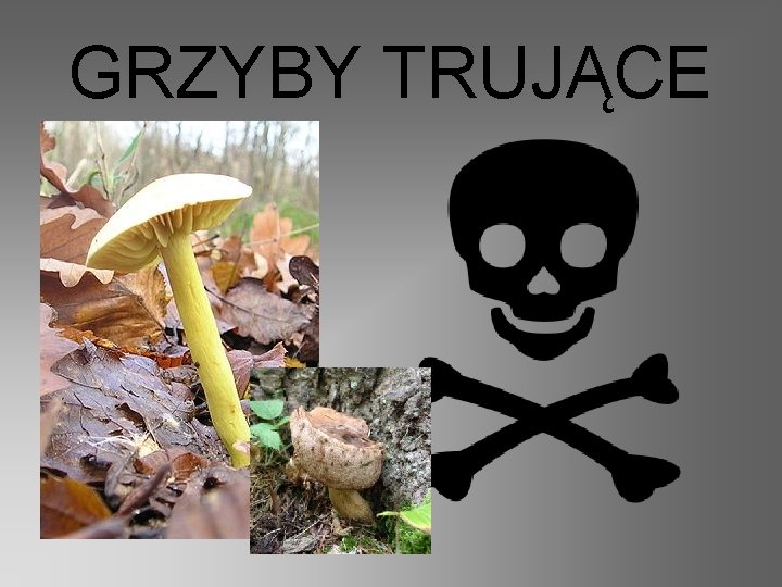 GRZYBY TRUJĄCE 