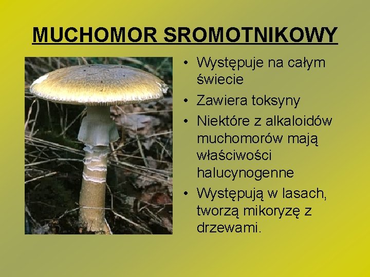MUCHOMOR SROMOTNIKOWY • Występuje na całym świecie • Zawiera toksyny • Niektóre z alkaloidów