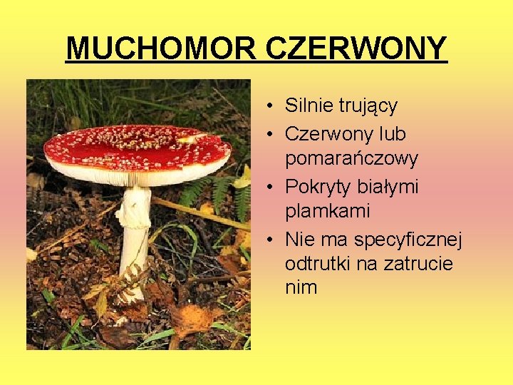 MUCHOMOR CZERWONY • Silnie trujący • Czerwony lub pomarańczowy • Pokryty białymi plamkami •