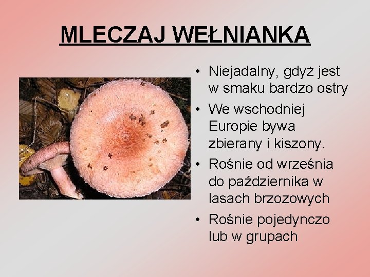 MLECZAJ WEŁNIANKA • Niejadalny, gdyż jest w smaku bardzo ostry • We wschodniej Europie