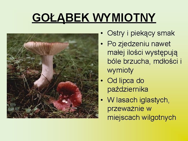 GOŁĄBEK WYMIOTNY • Ostry i piekący smak • Po zjedzeniu nawet małej ilości występują