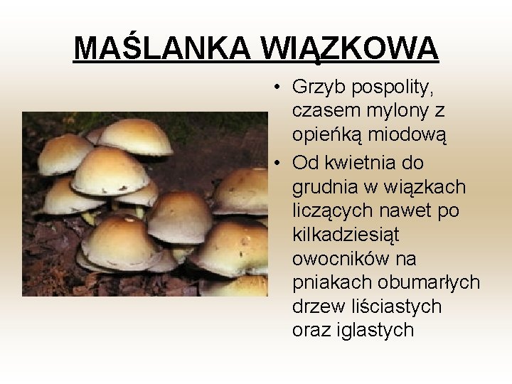 MAŚLANKA WIĄZKOWA • Grzyb pospolity, czasem mylony z opieńką miodową • Od kwietnia do