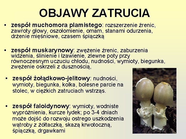 OBJAWY ZATRUCIA • zespół muchomora plamistego: rozszerzenie źrenic, zawroty głowy, oszołomienie, omam, stanami odurzenia,