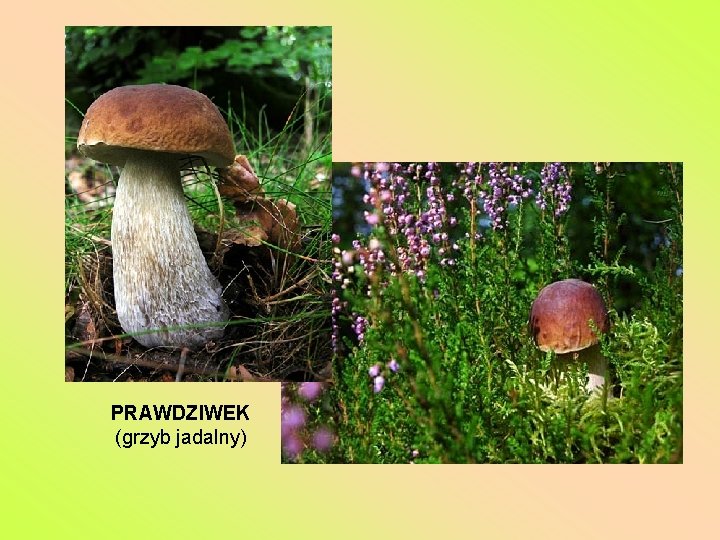 PRAWDZIWEK (grzyb jadalny) 
