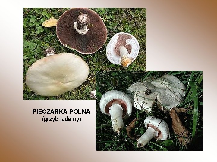 PIECZARKA POLNA (grzyb jadalny) 