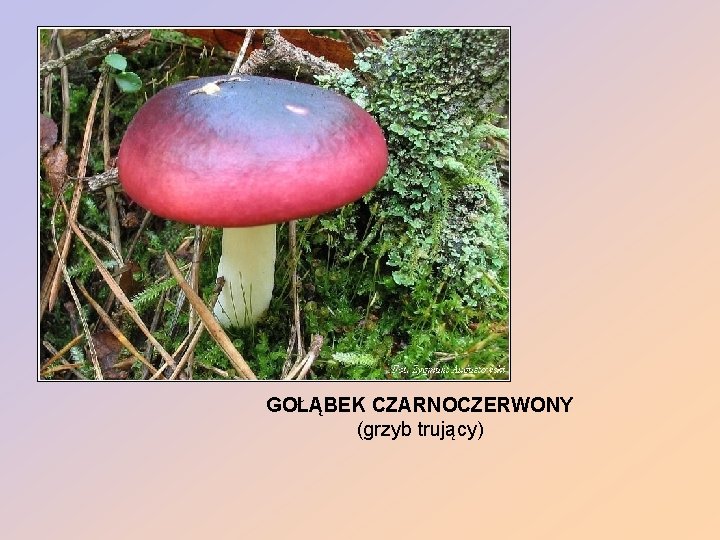 GOŁĄBEK CZARNOCZERWONY (grzyb trujący) 