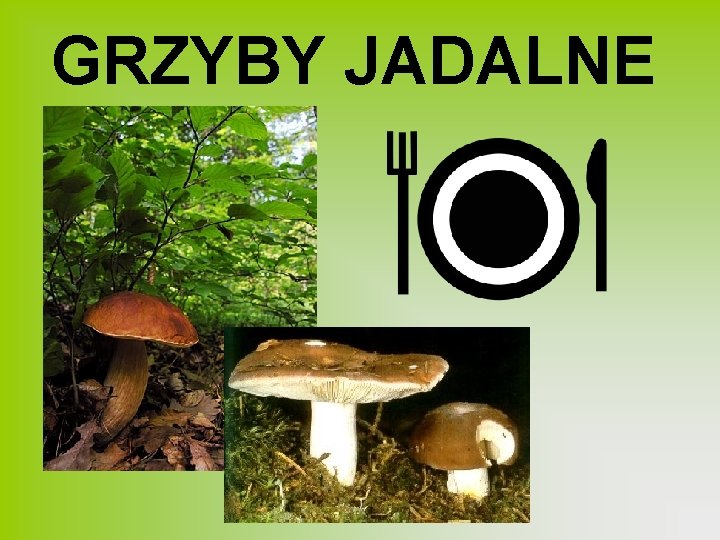 GRZYBY JADALNE 
