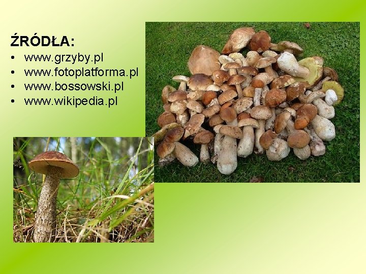 ŹRÓDŁA: • • www. grzyby. pl www. fotoplatforma. pl www. bossowski. pl www. wikipedia.