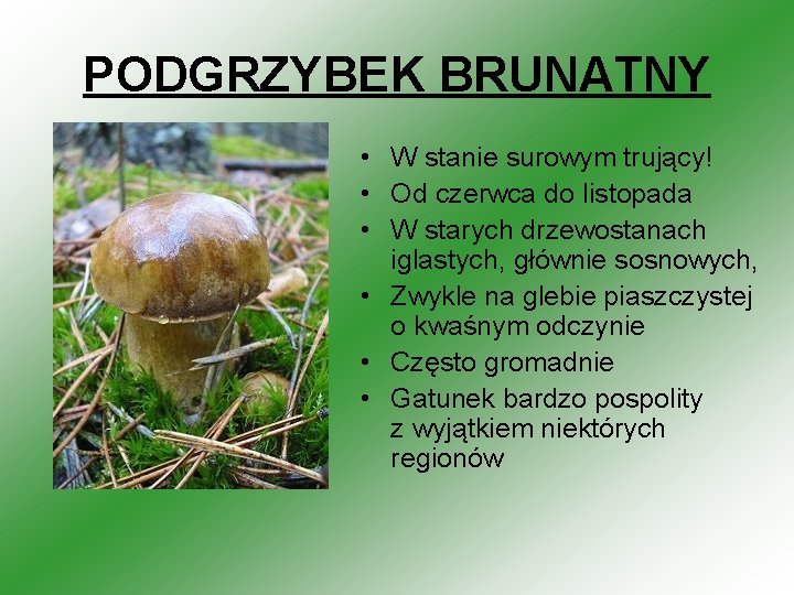 PODGRZYBEK BRUNATNY • W stanie surowym trujący! • Od czerwca do listopada • W