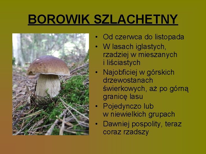 BOROWIK SZLACHETNY • Od czerwca do listopada • W lasach iglastych, rzadziej w mieszanych