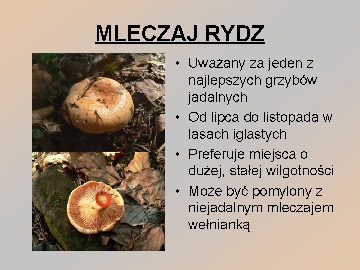MLECZAJ RYDZ • Uważany za jeden z najlepszych grzybów jadalnych • Od lipca do
